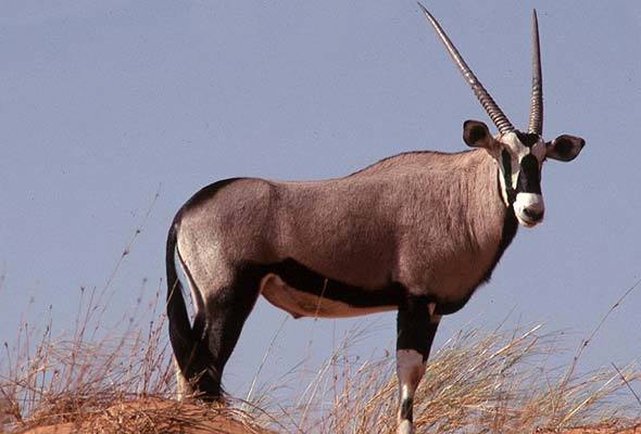 1-gemsbok-moswe590a.jpg