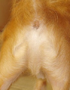 angusassjesus_350x450-233x300_zpsve8sdnmc.jpg