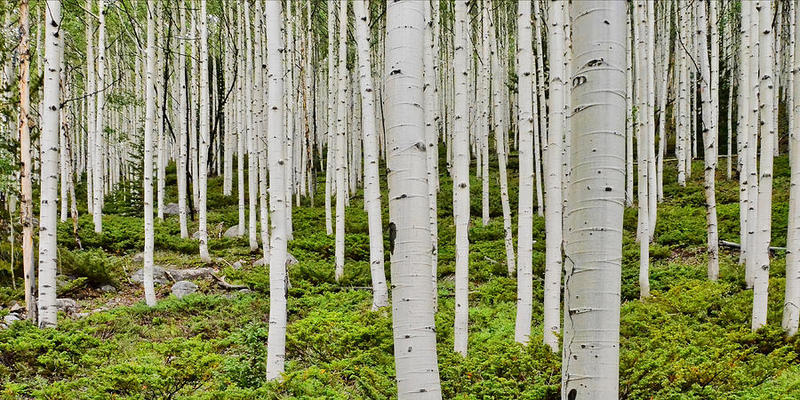 aspens-on-monarch-pass-ken-smith.jpg