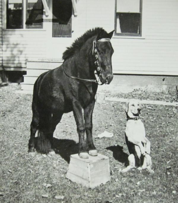 b3870e80f539be8c524691d15c0e8948--ponies-black-white.jpg