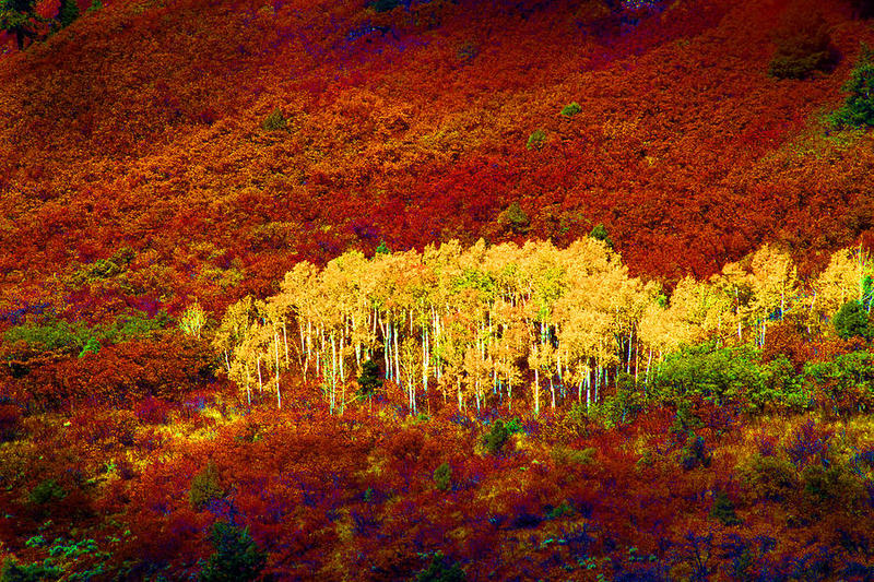 colorado-aspens-super-sat-rich-franco.jpg