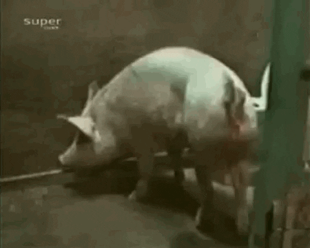giphy (26).gif