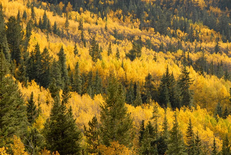 Gold-aspens-and-Conifers-Chalk-Creek-CO.jpg