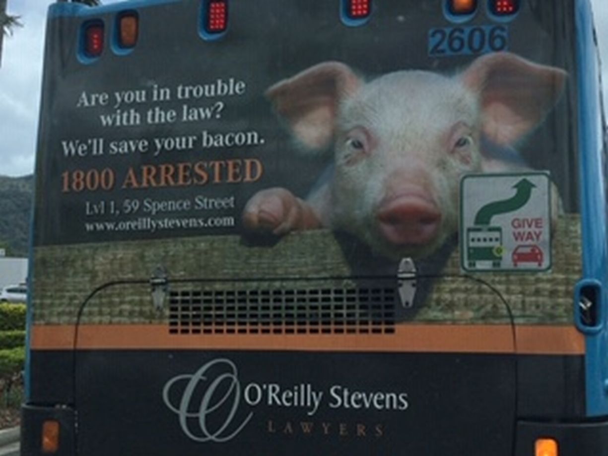 Pig for Marty.JPG