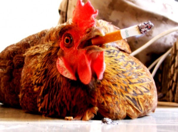 smoking-chicken-600x446_zpshepiyv4p.jpg