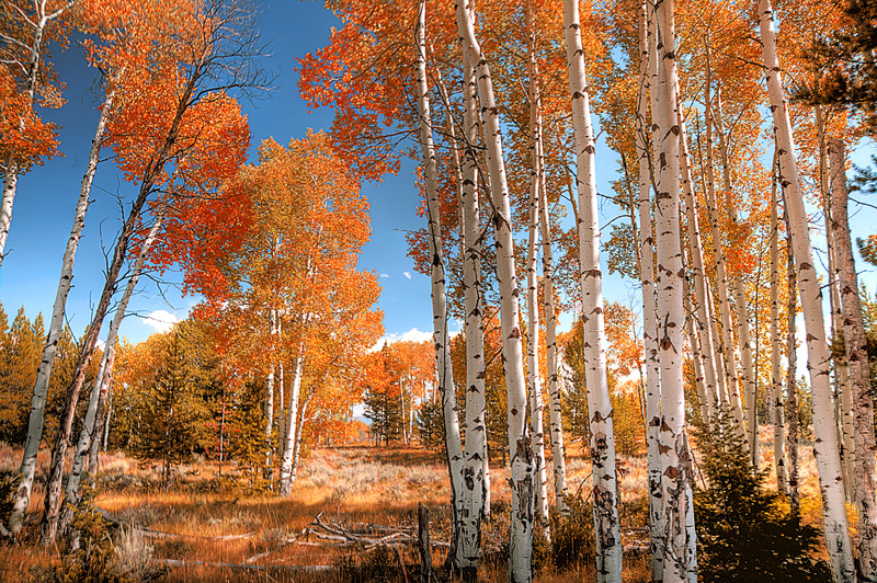 teton-aspens_7078.jpg