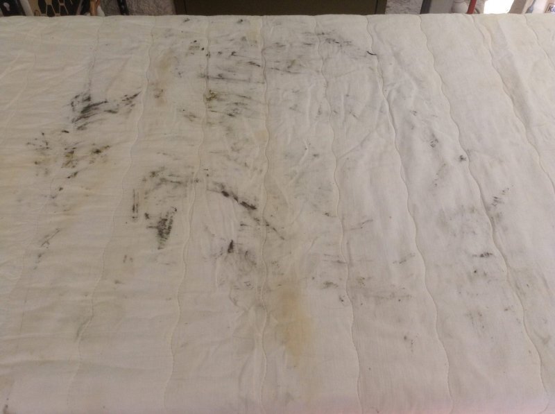 Mouldy LJ 4.jpg
