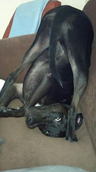 7787d80a8a96350eb3db983e96828878--silly-dogs-big-dogs.jpg